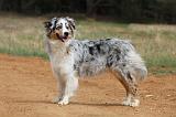 BERGER AUSTRALIEN 739